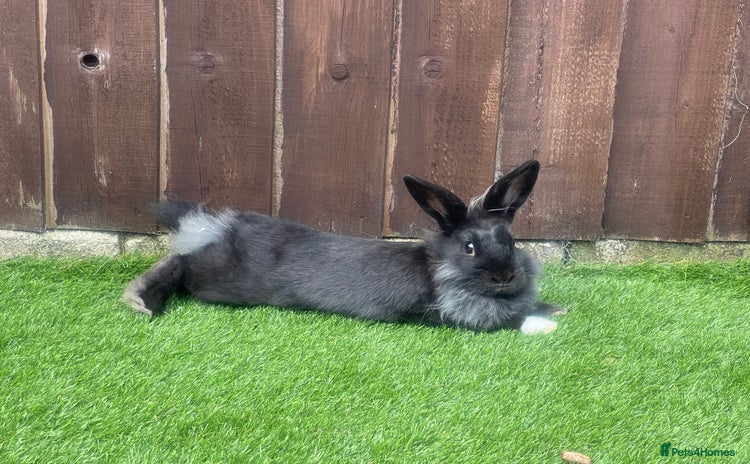 Lionhead rabbits - Advert 7