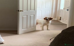 Brittany Spaniel dogs for adoption: MYRA! - Image 5