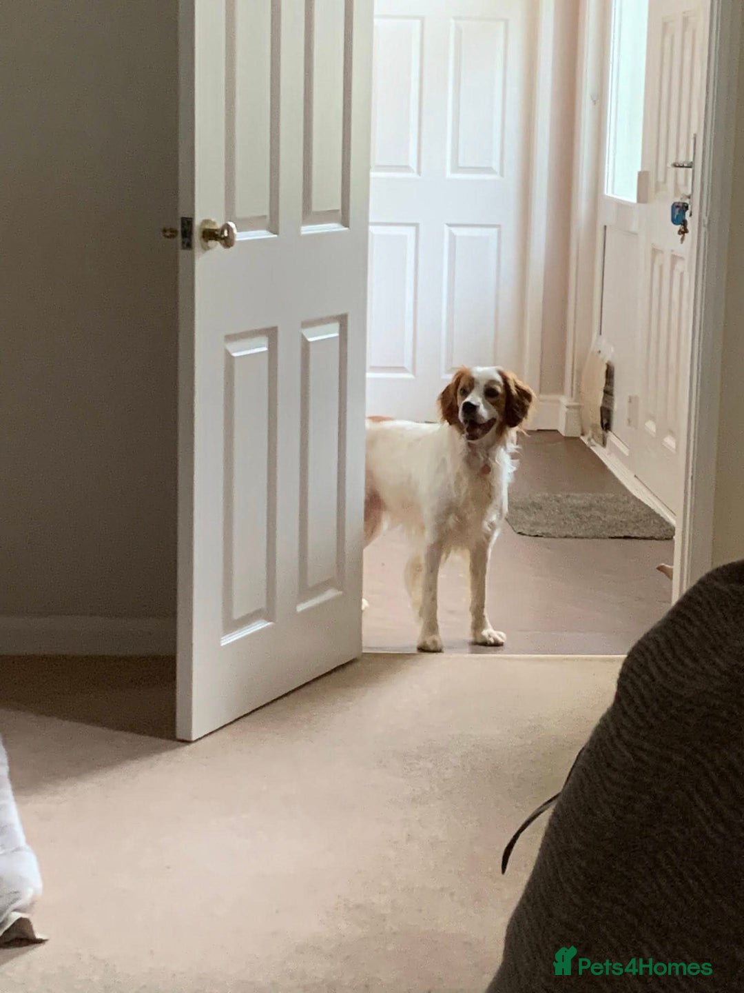 Brittany Spaniel dogs for adoption: MYRA! - Image 5