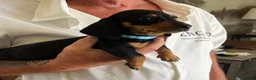 Miniature Dachshund dogs for sale: Ready now KC registered Dachshunds  - Advert 5