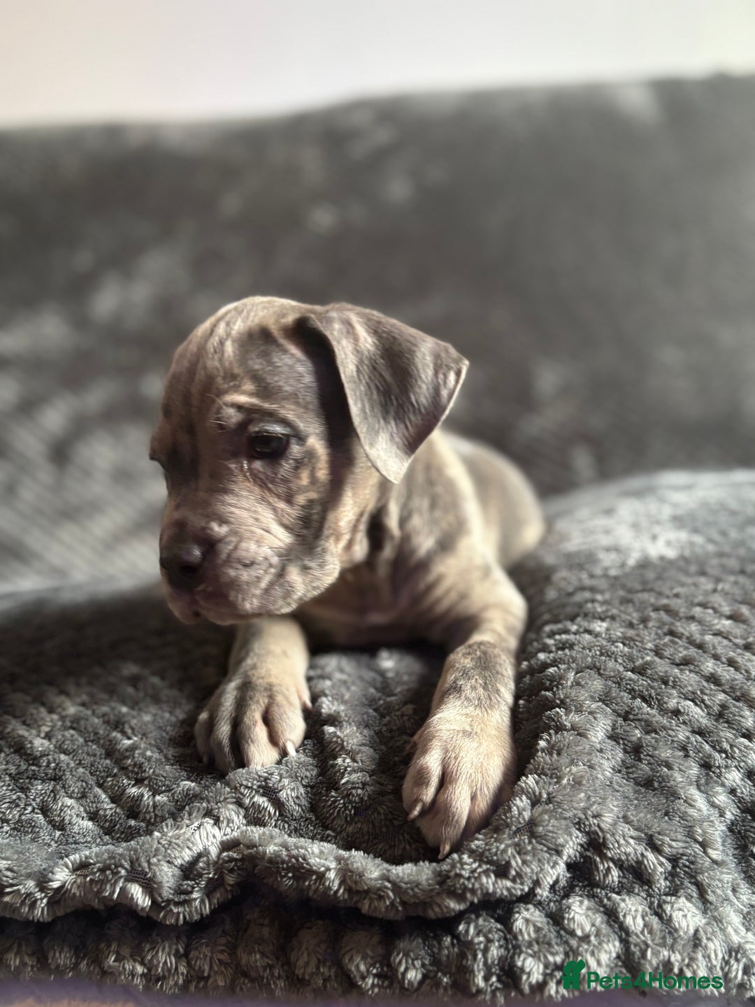 Cane Corso dogs for sale: Beautiful Cane corso Pups  - Image 28