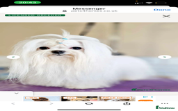 Malshi dogs for sale: Adorable Korean Maltese x Malshi puppies  - Advert 8