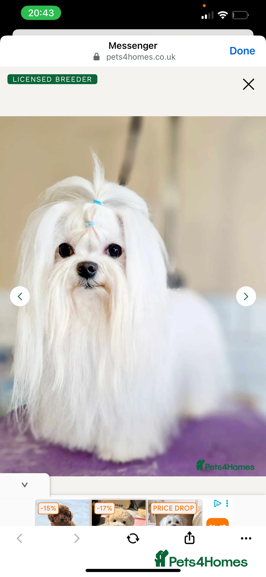 Malshi dogs for sale: Adorable Korean Maltese x Malshi puppies  - Advert 8