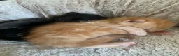Mixed Breed cats for sale: Beautiful babies for sale🩷 in Chester - Advert 8