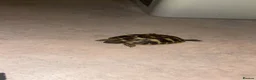 Hermann Tortoise reptiles for sale: Baby hermanns in Newport - Advert 3