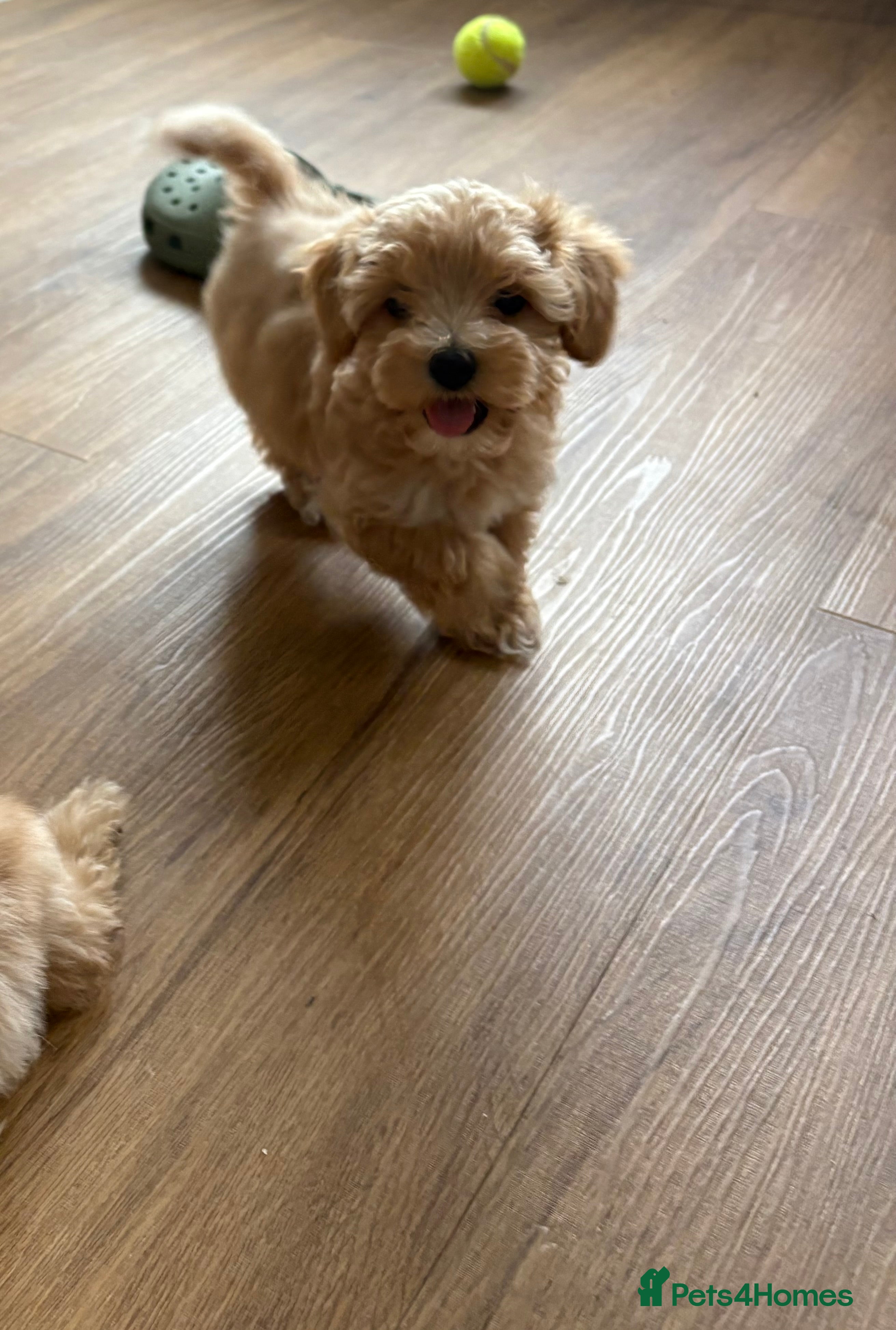Maltipoo dogs READY NOW beautiful Maltipoo pups ❤️❤️ - Advert 2