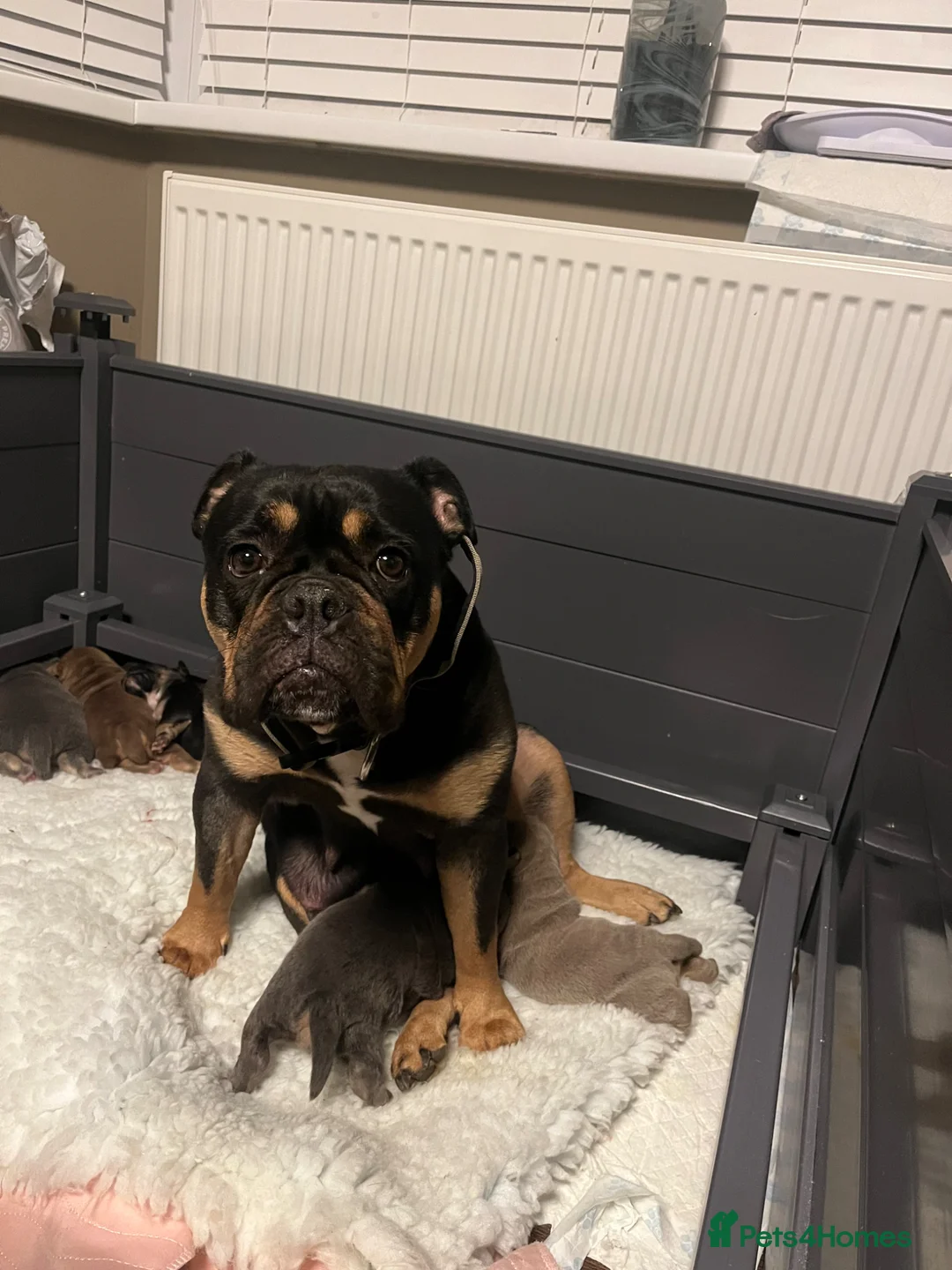 Olde English Bulldogge dogs for sale: OEB Puppies from Health Tested Champion bloodlines in Normanton - Advert 27