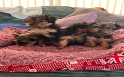 Yorkshire Terrier dogs for sale: Stunning Yorkshire terriers - Image 5