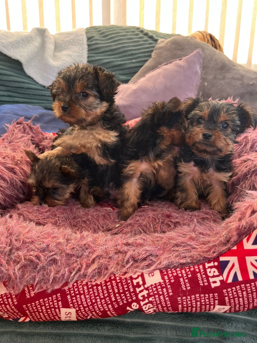 Yorkshire Terrier dogs for sale: Stunning Yorkshire terriers - Image 5