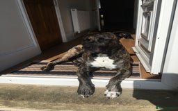 Mixed Breed dogs for sale: Bruno - Image 3