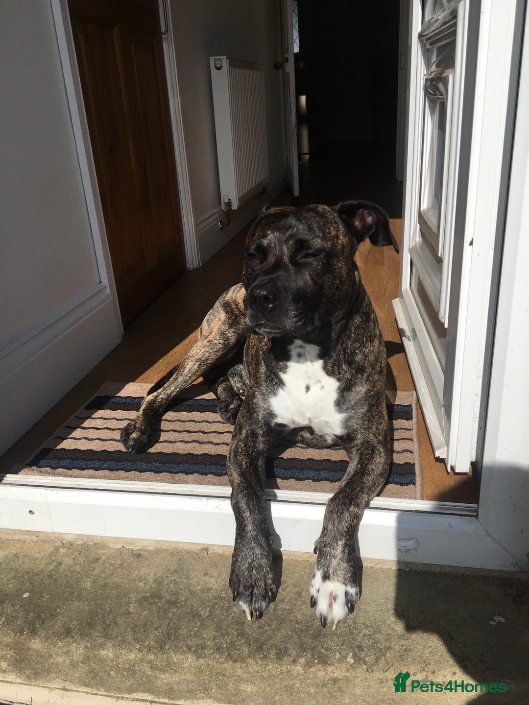 Mixed Breed dogs for sale: Bruno - Image 3