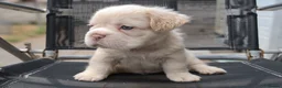 French Bulldog dogs for sale: FLUFFY FRENCHY:ISABELLA/LILAC/PLATINUM-KC&DNA CERT - Advert 36