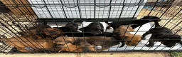 Mixed Breed dogs for sale: CANE CORSO X ROTTWEILER  - Advert 5