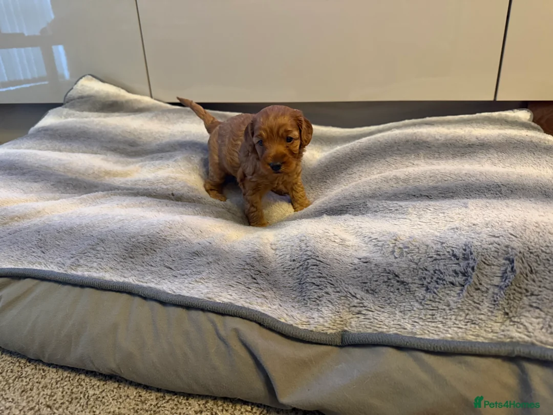 Cockapoo dogs for sale: F1 B cockapoo Puppy female  - Advert 7