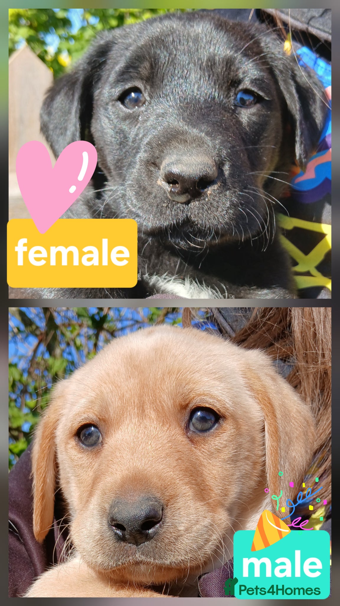 Labrador Retriever dogs Ready in 6 days!! 2 labs left - Advert 13