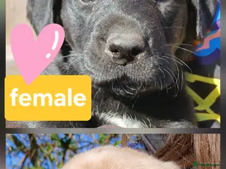 Labrador Retriever dogs Ready in 6 days!! 2 labs left - Advert 13