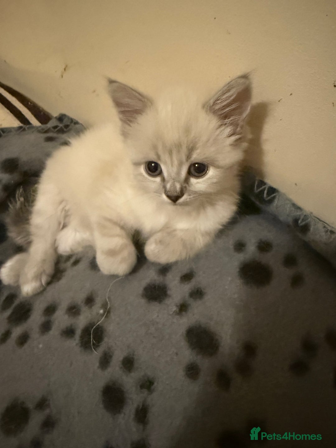 Ragdoll cats for sale: ADORABLE RAGDOLL KITTENS - READY NOW - Image 20