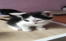 Mixed Breed cats for sale: Kittens for free  - Image 9