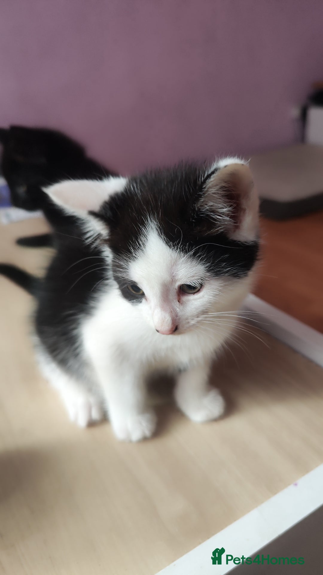 Mixed Breed cats for sale: Kittens for free  - Image 9