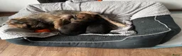 Border Terrier dogs for sale: Last Border puppy for sale - Advert 3