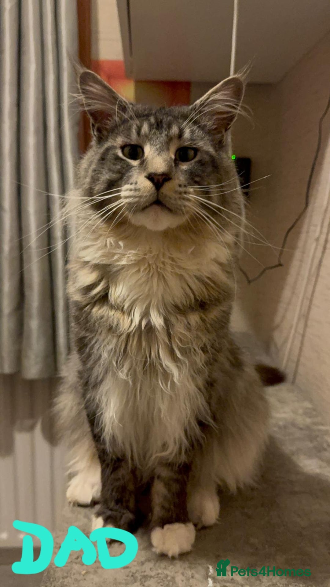 Maine Coon cats for sale: Sweet Maine Coon kittens - Advert 21