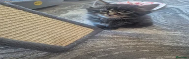 Norwegian Forest Cat 2