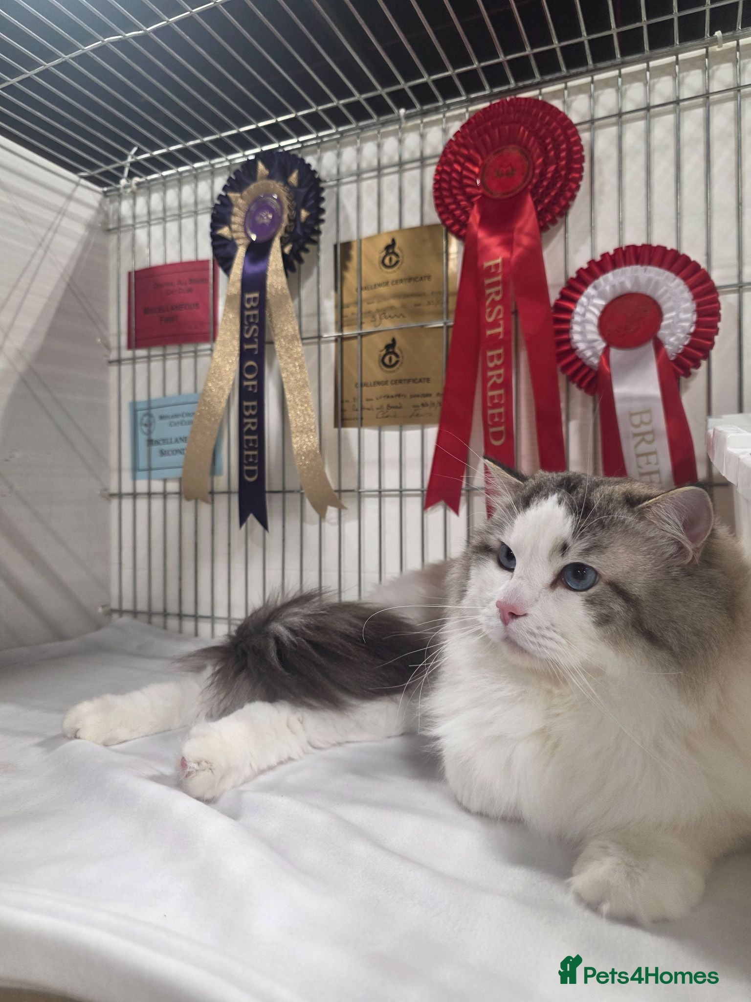 Ragdoll cats for stud: GCCF/TICA ACTIVE REGISTERED Championbloodline stud - Advert 2