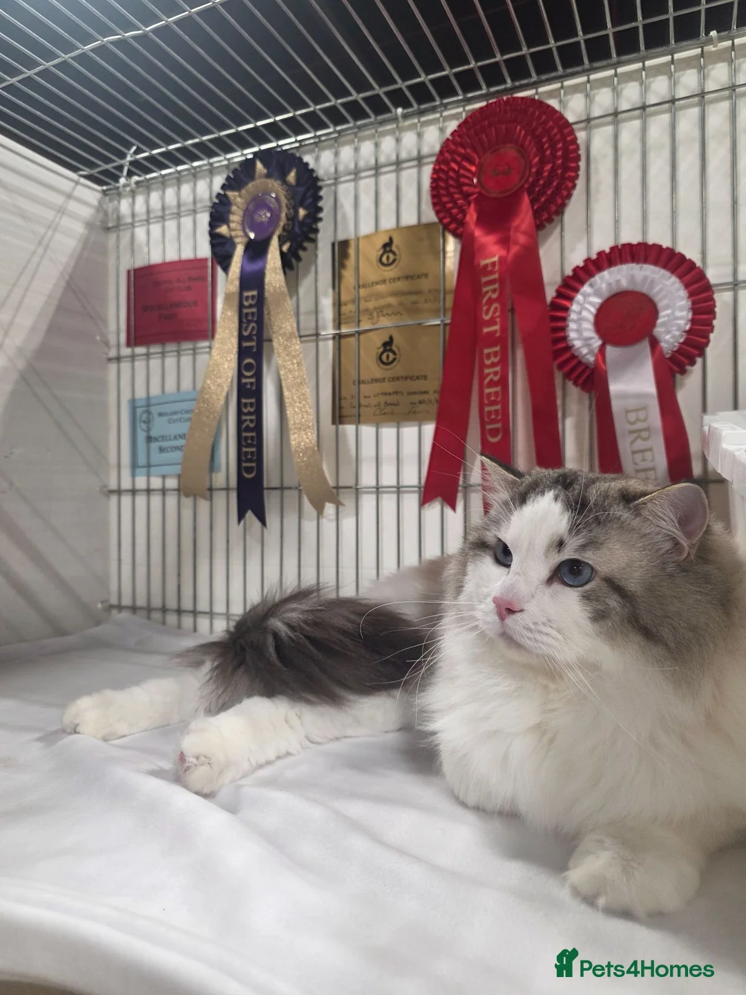 Ragdoll cats for stud: GCCF/TICA ACTIVE REGISTERED Champion winner  - Advert 1