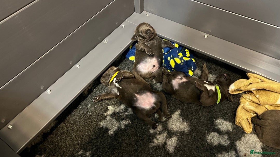 Staffordshire Bull Terrier dogs for sale: Blue Staffordshire Bull Terrier KC Registered  - Advert 8