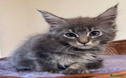 Maine Coon cats for sale: Beautiful Mainecoon kittens ready to leave home  - Image 9
