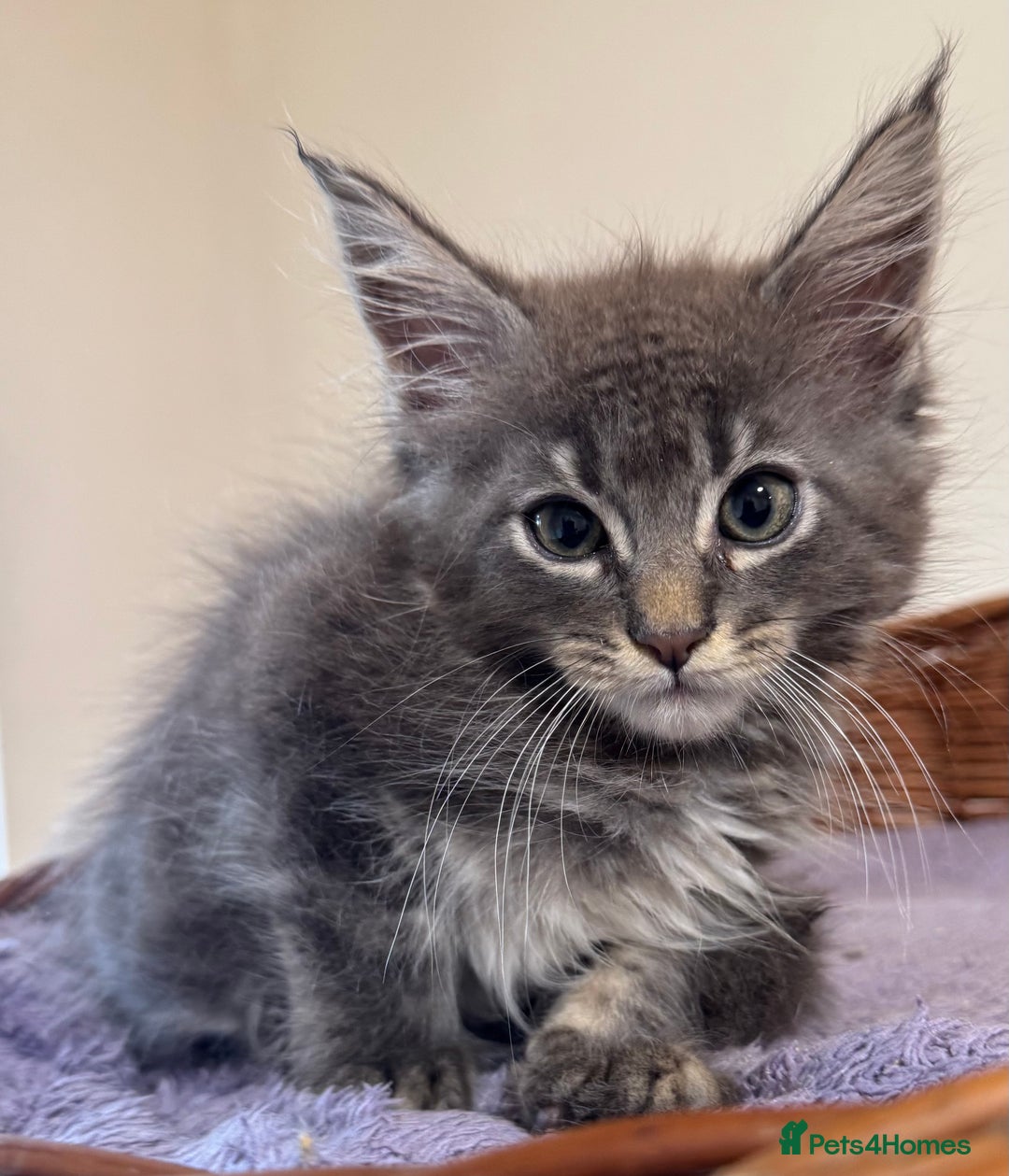 Maine Coon cats for sale: Beautiful Mainecoon kittens ready to leave home  - Image 9