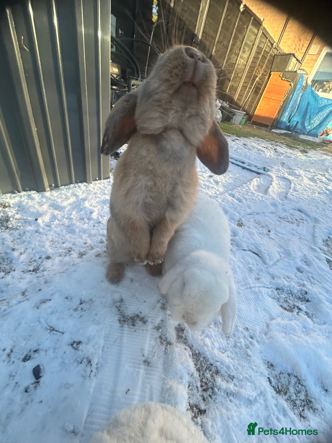 Mini Lop rabbits for sale: Mini lop Baby bunnies  - Advert 9