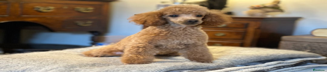Toy Poodle Puppy 1