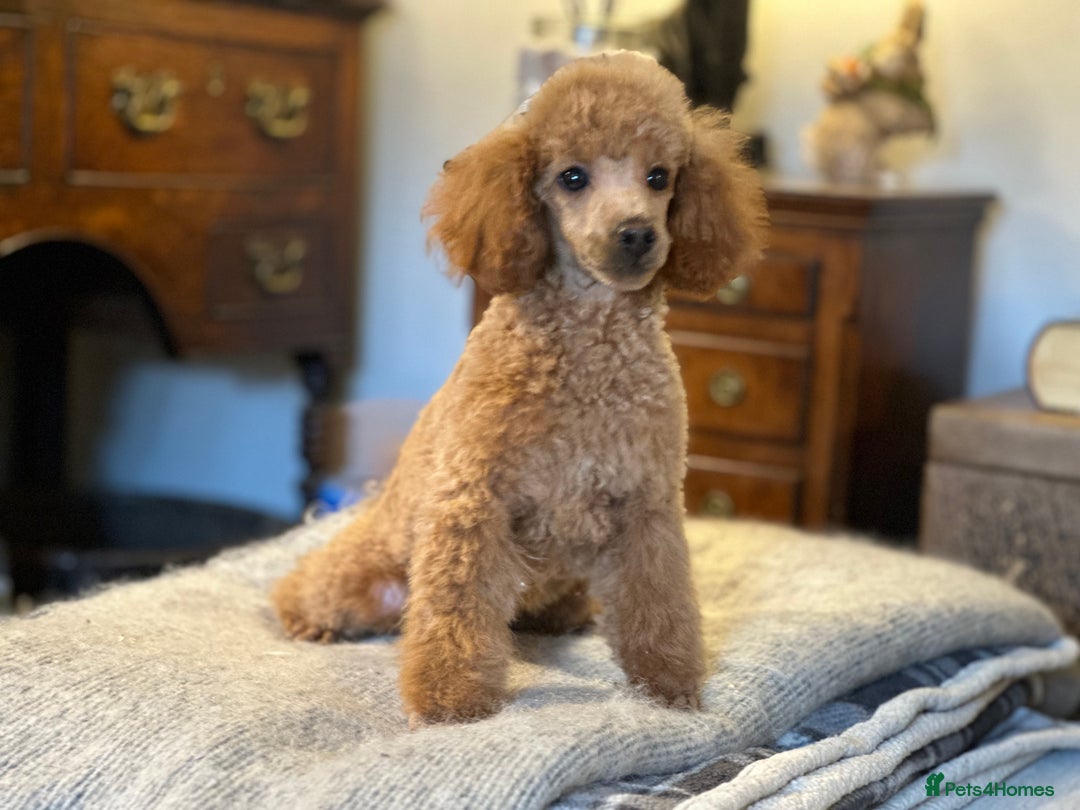 Toy Poodle dogs for sale: Two beautiful red toy poodle girls  - Image 2