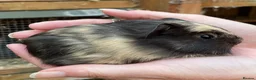 Guinea Pig rodents for sale: Baby guinea pigs  - Advert 8
