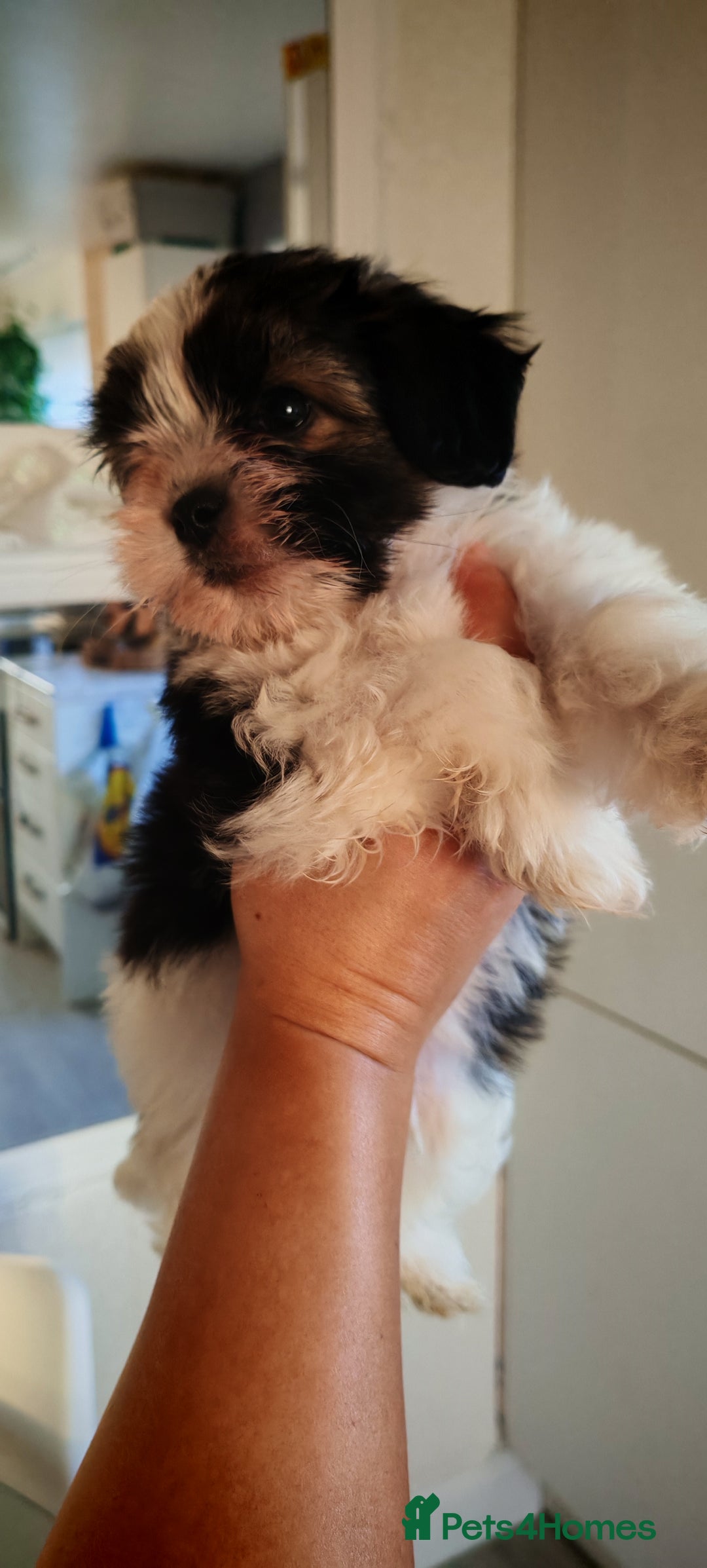 Shih Tzu dogs for sale: Beautiful full breed fluffy Shih Tzu boy  - Advert 10