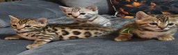 Bengal cats for sale: TICA Champion 2 boys available for reservation! - Advert 1