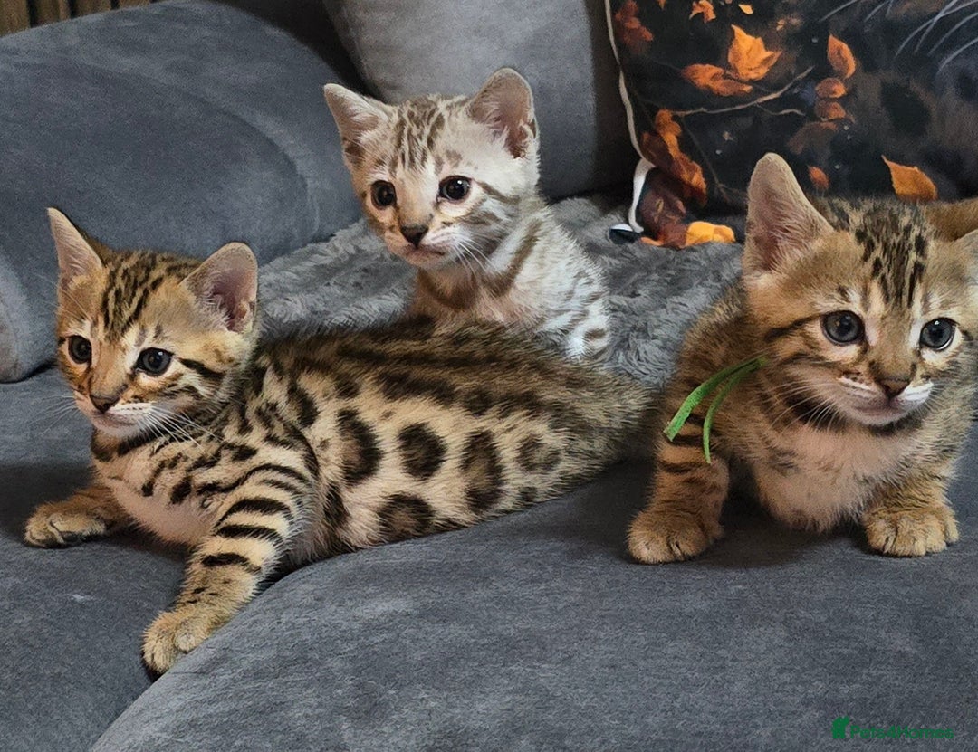 Bengal cats for sale: TICA Champion 2 boys available for reservation! - Advert 1