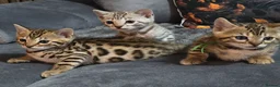 Bengal cats for sale: Waiting list open for kittens 2026-expecting 27.01 - Advert 6