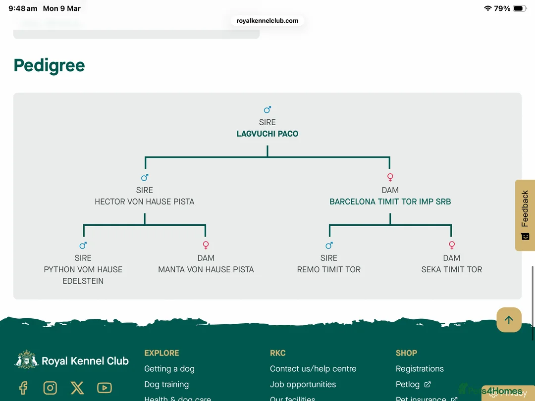 Rottweiler dogs for sale: Rottweiler male  in Washington - Advert 2