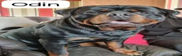 Rottweiler dogs for sale: Lovely Chunky Rottweiler Puppies in Eyemouth - Advert 6