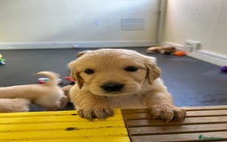 Golden Retriever dogs for sale: Golden retriever puppies for sale  - Image 27