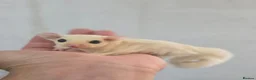 Sugar Glider rodents for sale: Baby Joey Gliders  - Advert 3