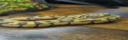 Python Snake reptiles for sale: Super pastel enchi het clown ball python  - Advert 3
