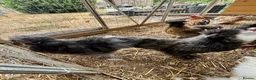 Chickens poultry for sale: Silkie Cockerels - Advert 2