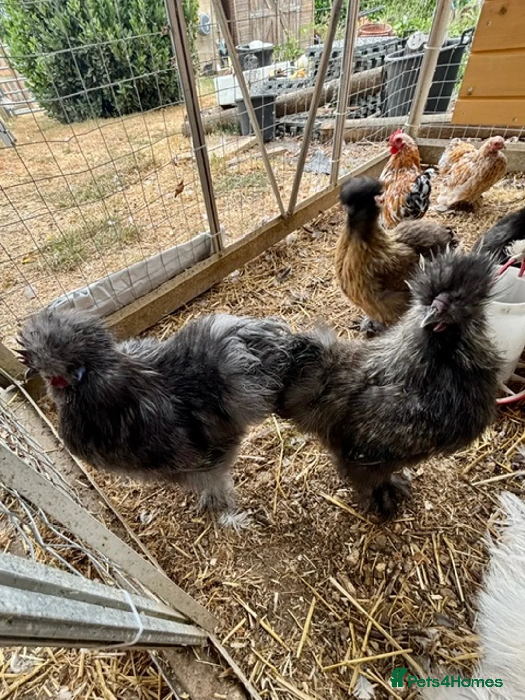 Chickens poultry for sale: Silkie Cockerels - Advert 2