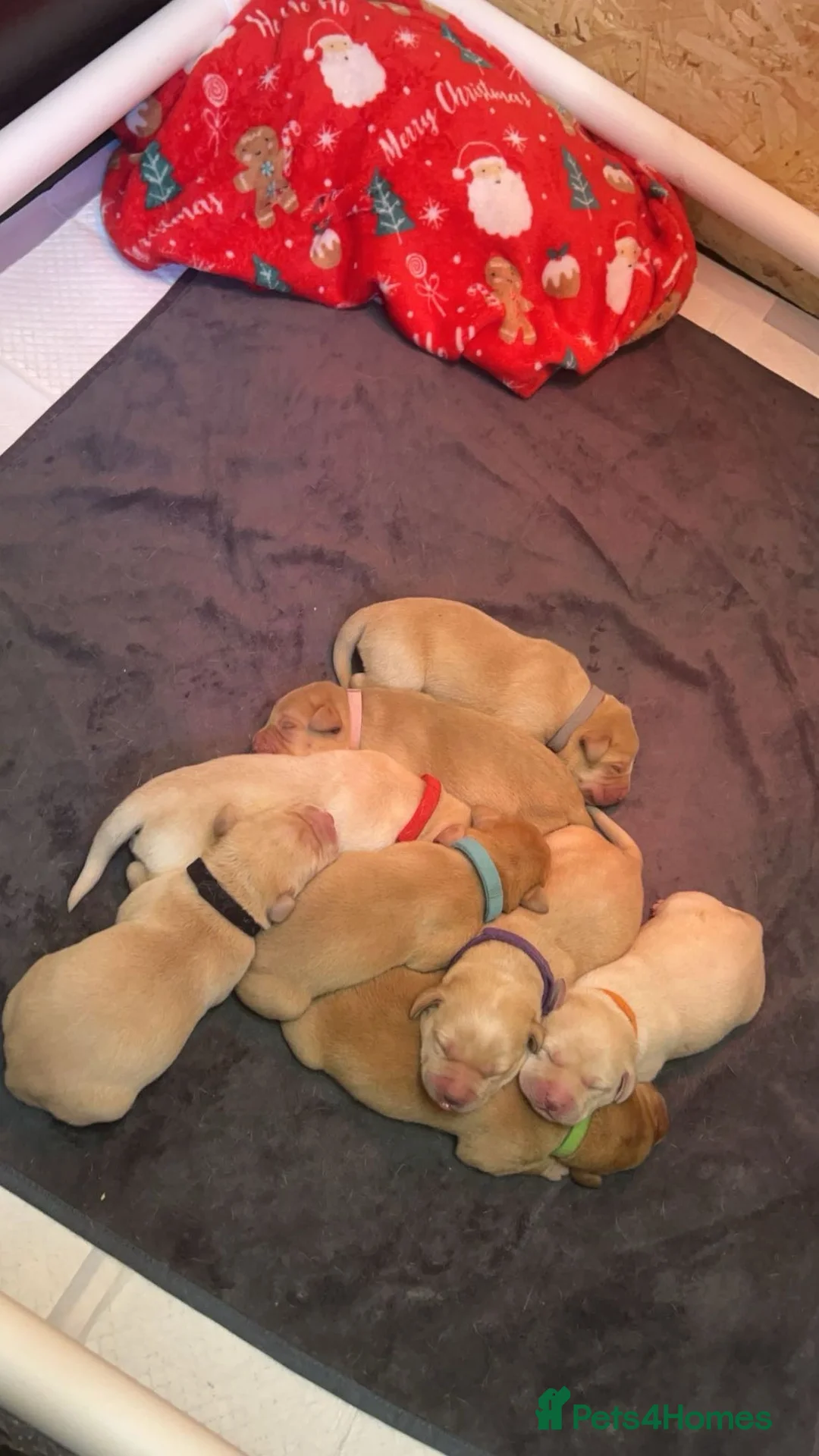 Labrador Retriever dogs for stud: Exceptional Labrador Stud - Advert 9