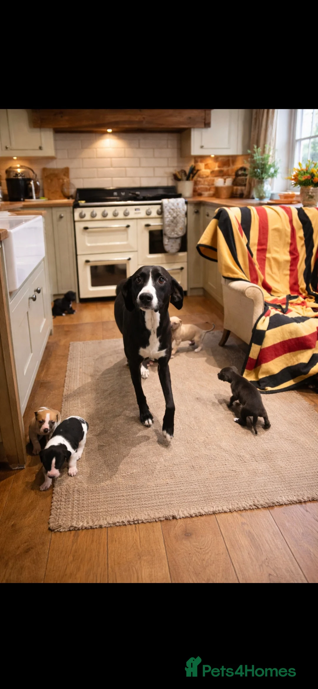 Mixed Breed dogs for sale: Whippet cross lurcher - Advert 1