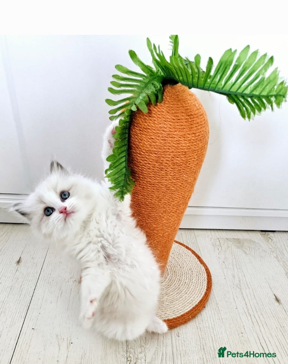 Ragdoll cats Cute Ragdoll kittens  - Advert 5