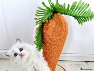 Ragdoll cats Cute Ragdoll kittens - Advert 10